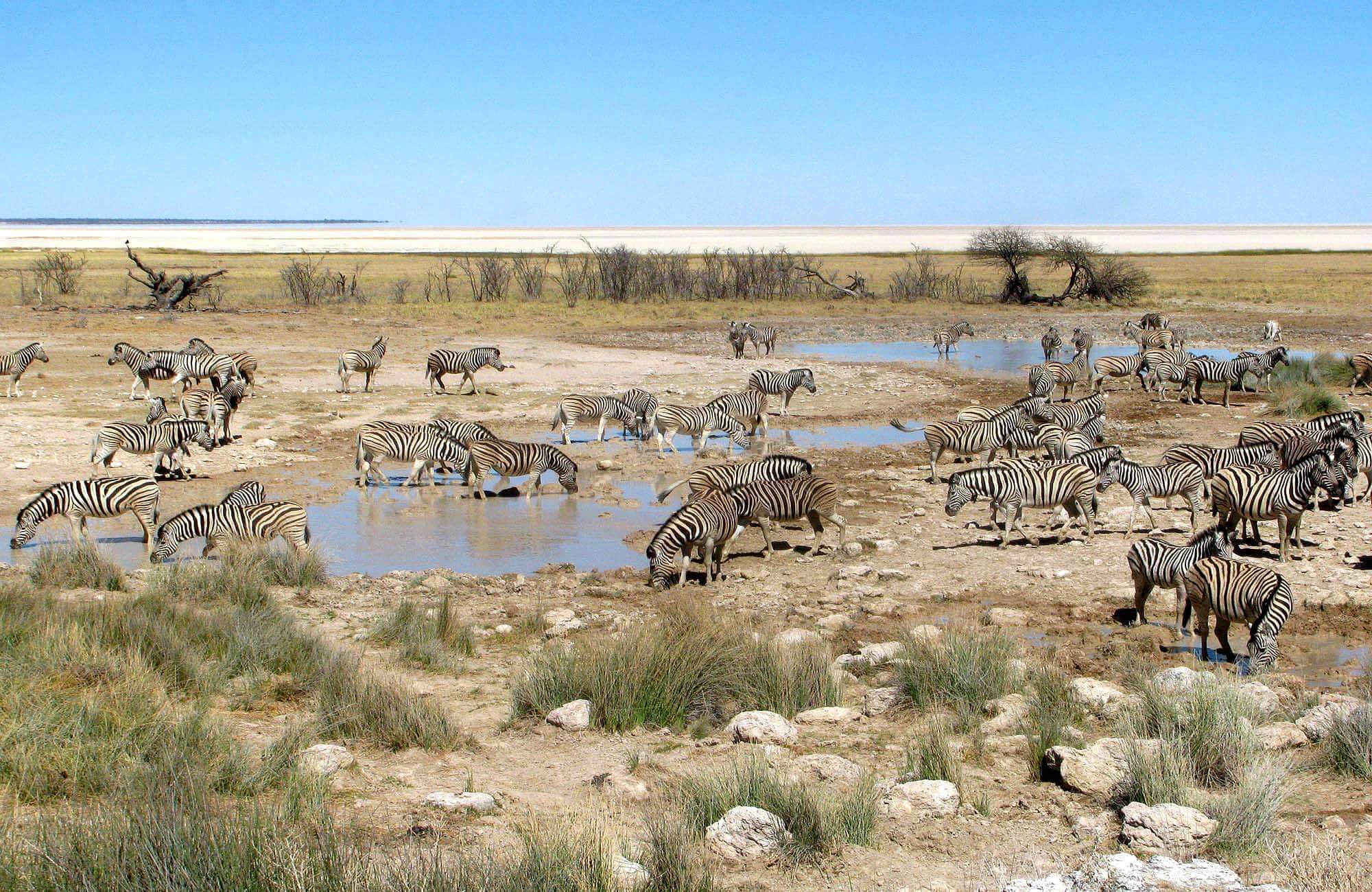 Zebra's drinking water